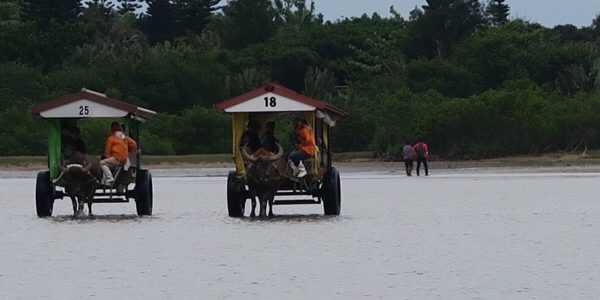 沖縄3日目は離島へGO!!　in 由布島